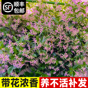 厂桩家粉色风e6YK8I4V车茉莉特大苗爬藤植物棒糖老棒庭院台盆栽耐