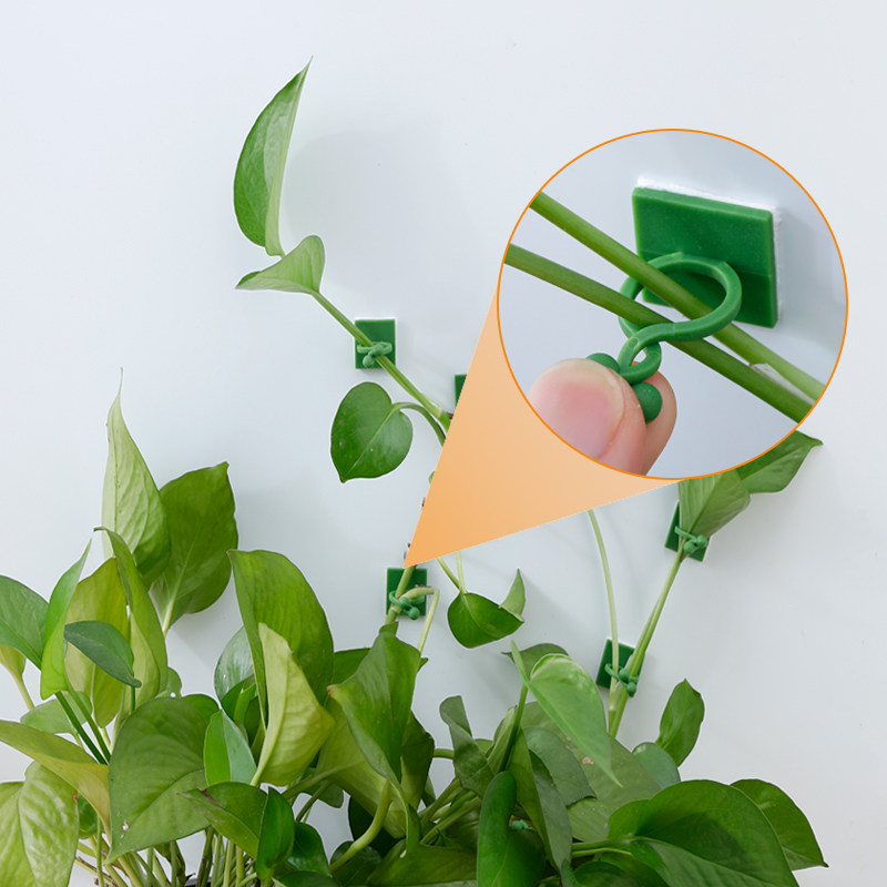 绿萝爬墙神器植物固定器藤蔓夹扣卡扣长藤夹子卡子无痕小家用墙上