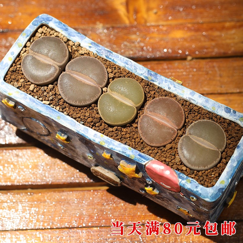 20141-20160/-多肉植物 生石花 肉锥 毛汉尼 屁股花【直播63现货