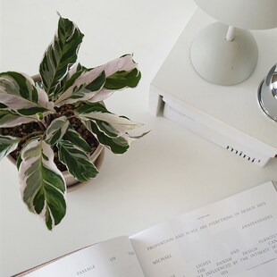 植物私生活 白油画竹芋ins网红观叶绿植颜值一把手