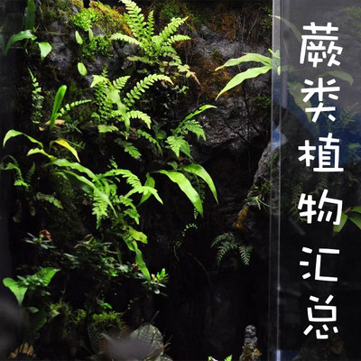 蕨类小植物苔藓微景观水陆雨林缸造景绿植室内桌面耐阴湿观叶盆栽