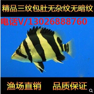 速发精品老虎鱼印尼虎鱼 苏虎 泰国虎 三纹四纹虎鱼鱼苗 短身球虎