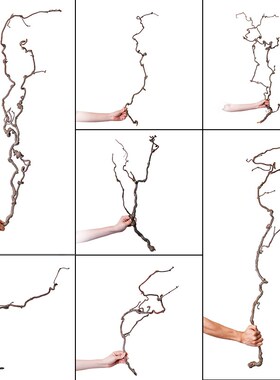 龙枣枝干枝花道花艺插花材料主枝花天然卷曲造型创意枯枝装饰