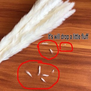 Natural Flower Reed Grass Dried Real 50CM Length 30PCS