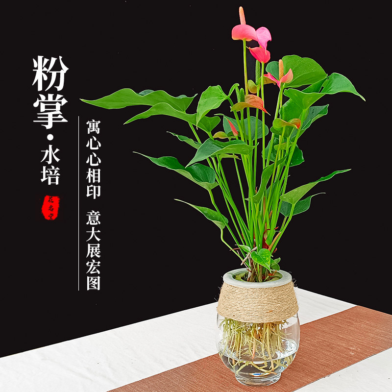 水培粉掌小盆栽红掌白掌带花苞水养绿植物l室内好养玻璃盆四季开