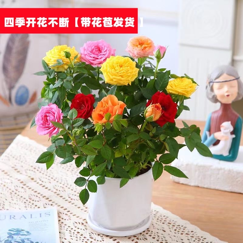 多色玫瑰花苗盆栽带花苞重瓣月季蔷薇花果汁阳台绿植室.内庭院四