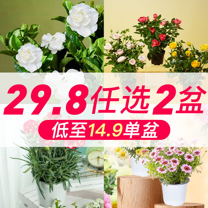 【29选2】绿植多头玫瑰盆栽栀子花绿植花卉云南基地直发客厅阳台