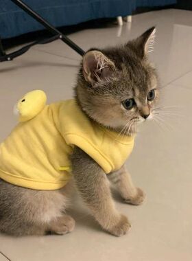0到3个月小猫咪衣服幼猫超小德绒秋冬款保暖小奶猫衣服防掉毛背心
