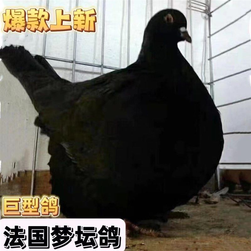 法国梦坛鸽子活一对 大体元宝鸽 观赏鸽肉鸽种鸽 可长8斤巨型大体
