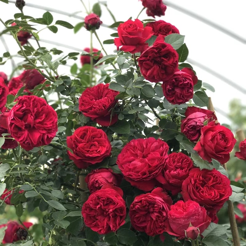 大苗蔷薇花苗藤本月季四季开花特大花浓香爬藤植物玫瑰墙花卉