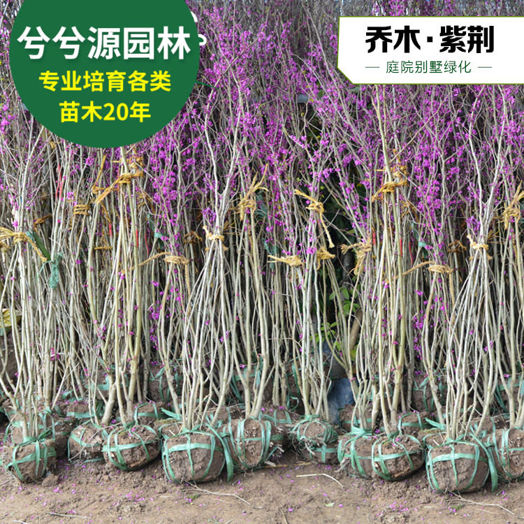 紫荆 树苗紫荆乔木满条红庭院开花植物花卉绿化园林苗木紫荆树苗