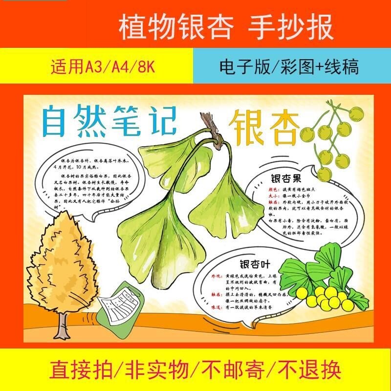 速发自然笔记手抄报观察银杏植物成长黑白线稿小报涂色日记电子版