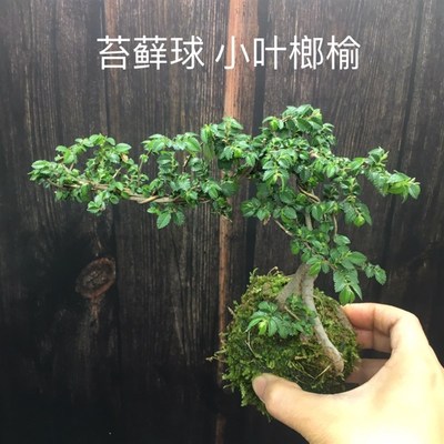 苔藓球小叶榔榆苗老桩提根怪桩榆树盆栽悬崖附石造型盆景室内好养