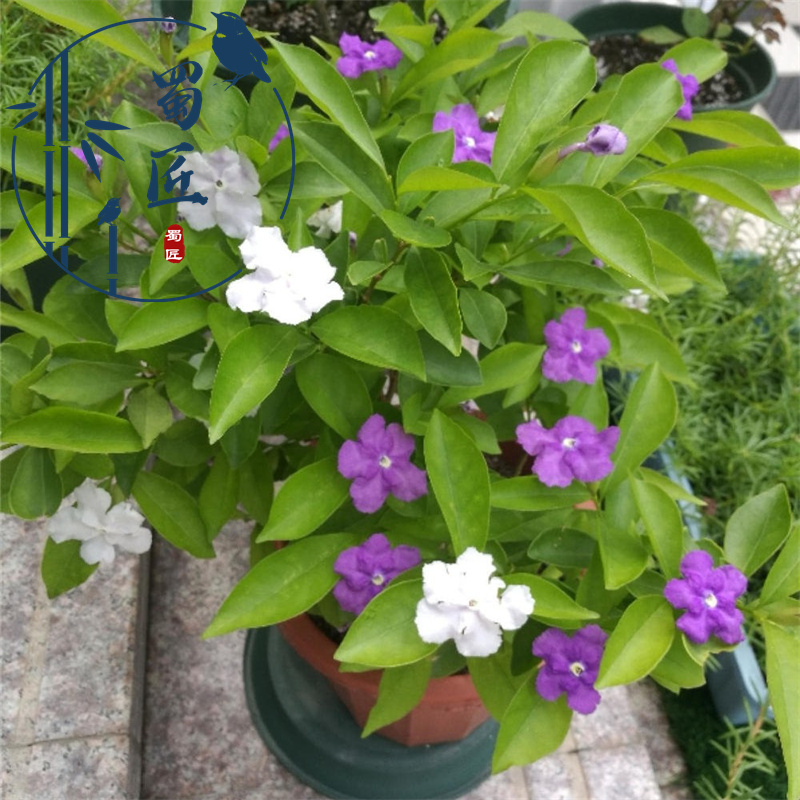双色茉莉花苗 四季开花 香味 鸳鸯花苗浓香花 虎头茉莉花盆栽老桩