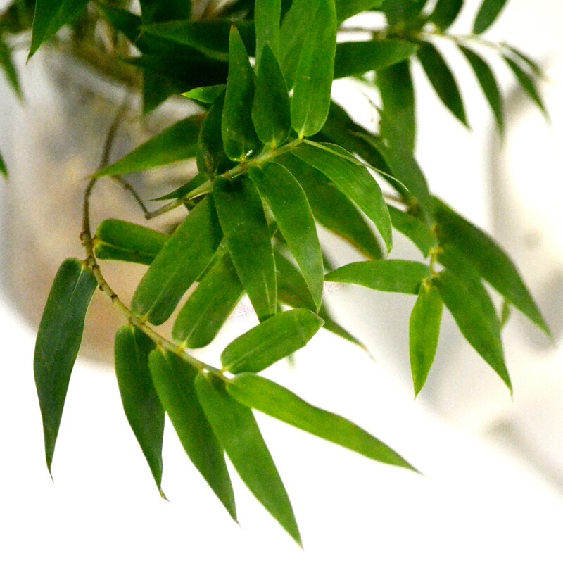 水培植物米竹室内盆栽小型凤尾竹盆景桌面绿植微盆景竹子苗观赏竹