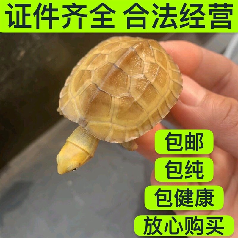速发纯正黄喉拟水龟皖南种三黄小青龟石金钱龟苗活物小宠物乌龟招