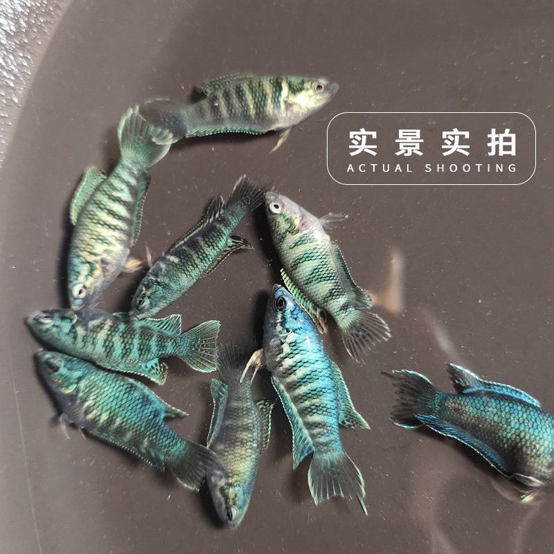 速发中国斗鱼普叉改良蓝蛇黄蛇蓝叉无纹蓝易养耐活小型冷水宠物观
