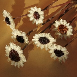 太阳花雪绒花云南干花花束客厅生日风干干文艺风格 推荐 花装 饰礼物