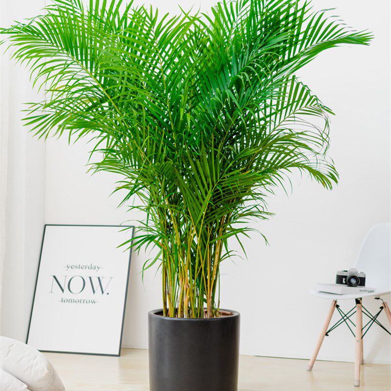 散尾葵大b型绿植盆栽植物客厅室内前台办公室散尾阳台凤尾竹花卉