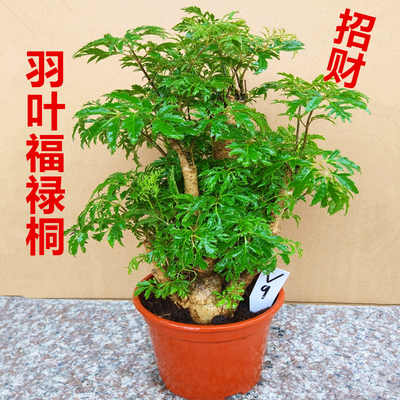 羽叶福禄桐盆栽客厅植物树桩四季常青室内绿植花卉发财树净化空气