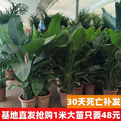 天堂鸟盆栽室内客厅大型绿植办公室大叶植物四季常青鹤望兰真花卉