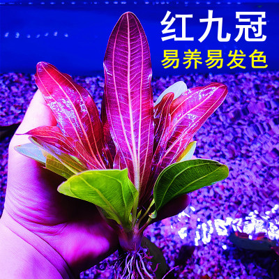 厂家红九冠水草植物红草大型阴性鱼缸水草造景真草新手好养容易发