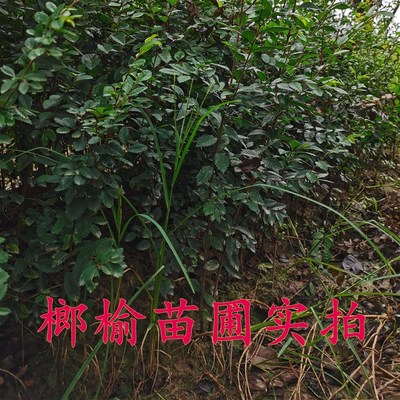 榔榆树苗小苗小叶榆树花皮纸皮榔榆童子功附石盆景素材