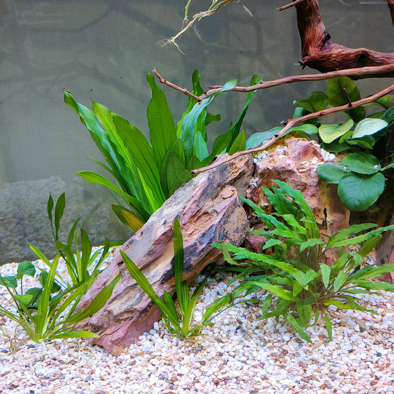 速发大叶绿d九冠水草迷你阴性新手好养鱼缸草缸溪流原生南美缸造