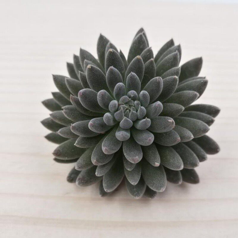 多头黑色系肉肉滇石莲多肉植物缀化群生阳台小盆植肉肉盆栽