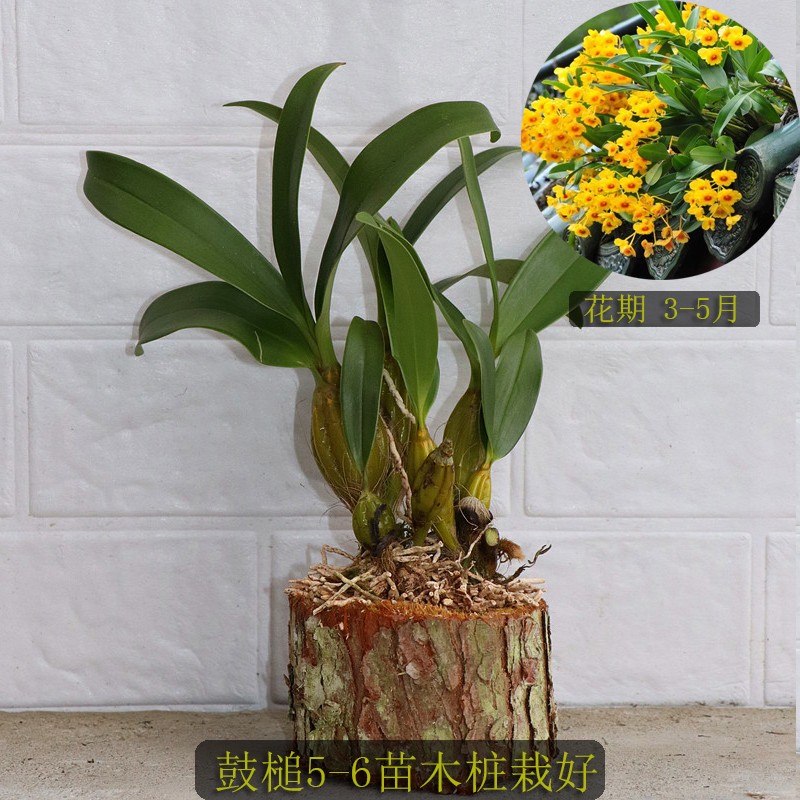 小众高货(带木桩)石斛带木桩栽好铁皮石斛金钗鼓槌报春玫瑰天宫