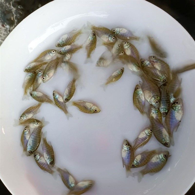 冷水凶猛原生观赏太阳鱼不加温小型鱼苗广温淡水肉食性皮实好养