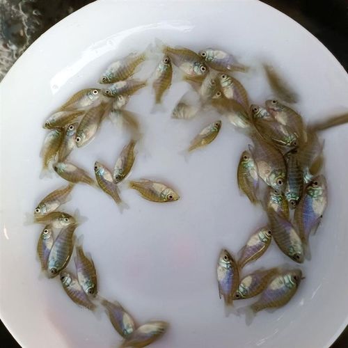 冷水凶猛原生观赏太阳鱼不加温小型鱼苗广温淡水肉食性皮实好养