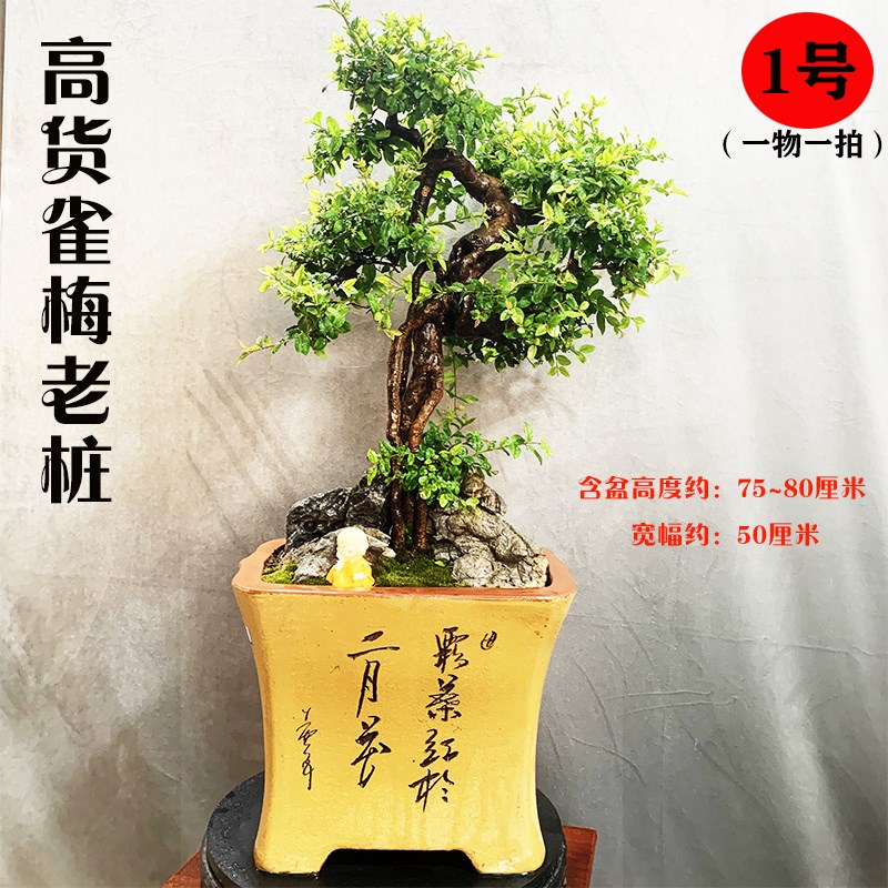 大型盆景矮霸黄杨 附石提根盆景榆树精品老桩雀梅小叶紫檀盆景树