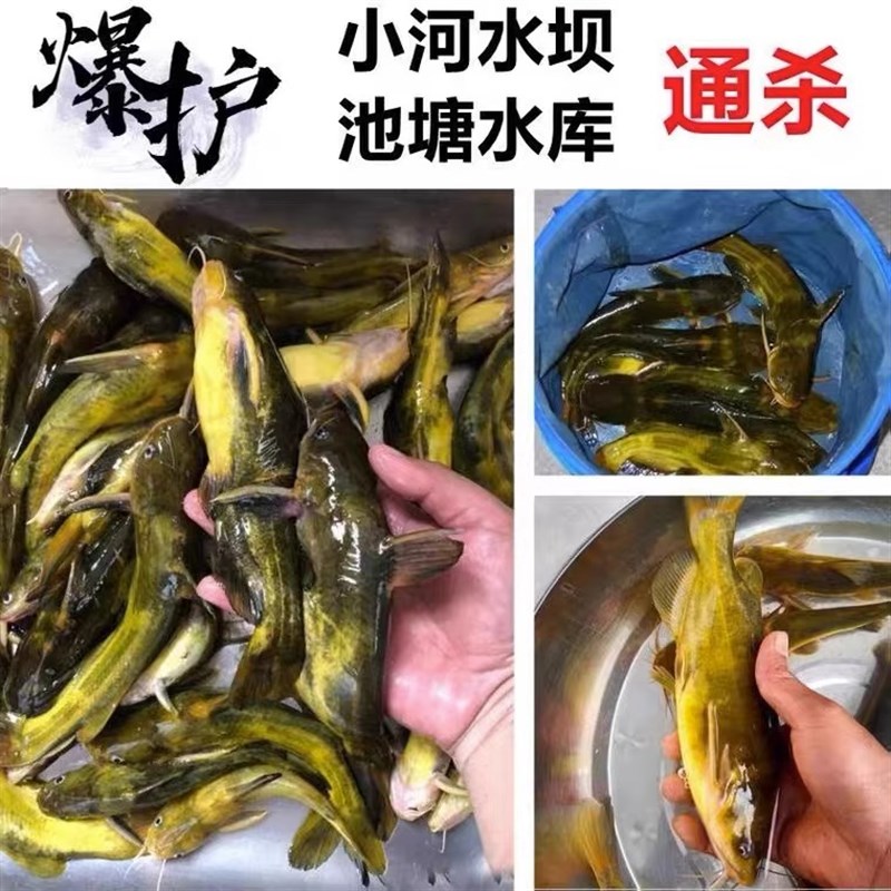 现货黄辣丁专用饵料春夏野钓爆护黄颡鱼黄昂刺鱼饵料垂钓用鱼食打