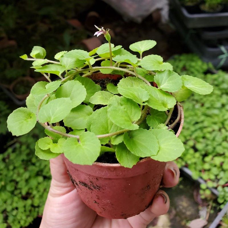 爬藤水陆缸雨林缸假山吸水石造景绿植盆栽喜湿铜锤玉带草