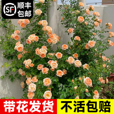 速发甜梦蔷薇藤本月季花苗阳台盆栽庭院爬藤植物玫瑰带花苞四季开