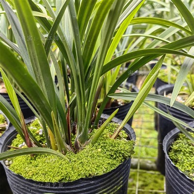 兰花苗建兰富山奇蝶兰花老种大苗特浓香客厅阳台庭院绿植花卉好养