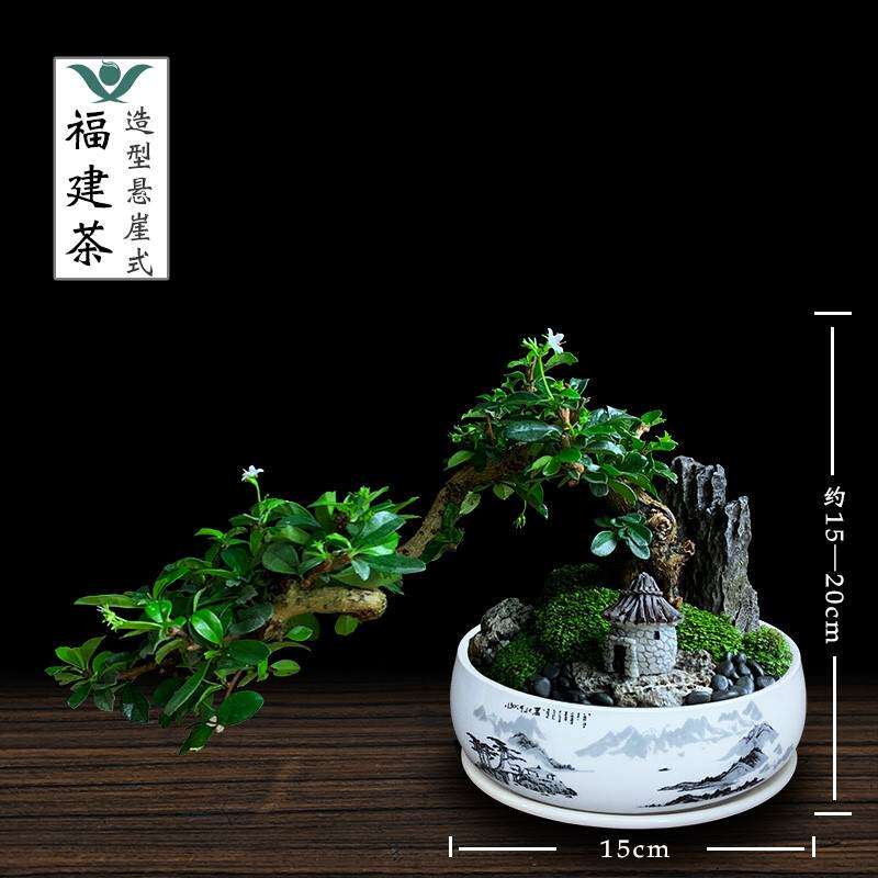 福建茶盆景精品黄金金丝金鸟栽金栽黄金万两四季开花