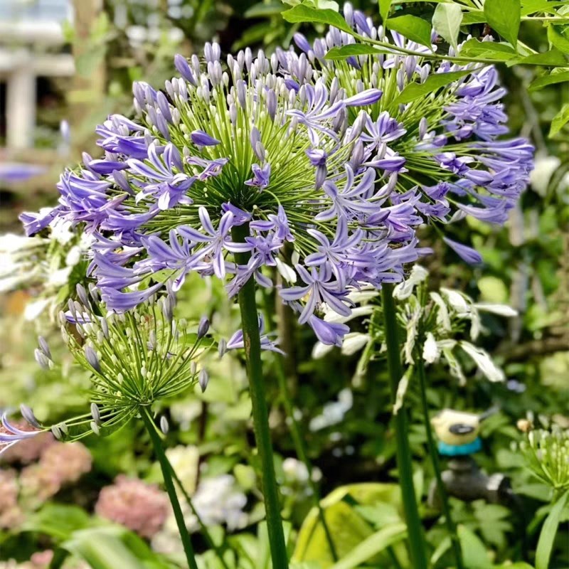 百子莲花苗盆栽带花苞 阳台花园花镜植物多年生宿根花卉 耐养大苗