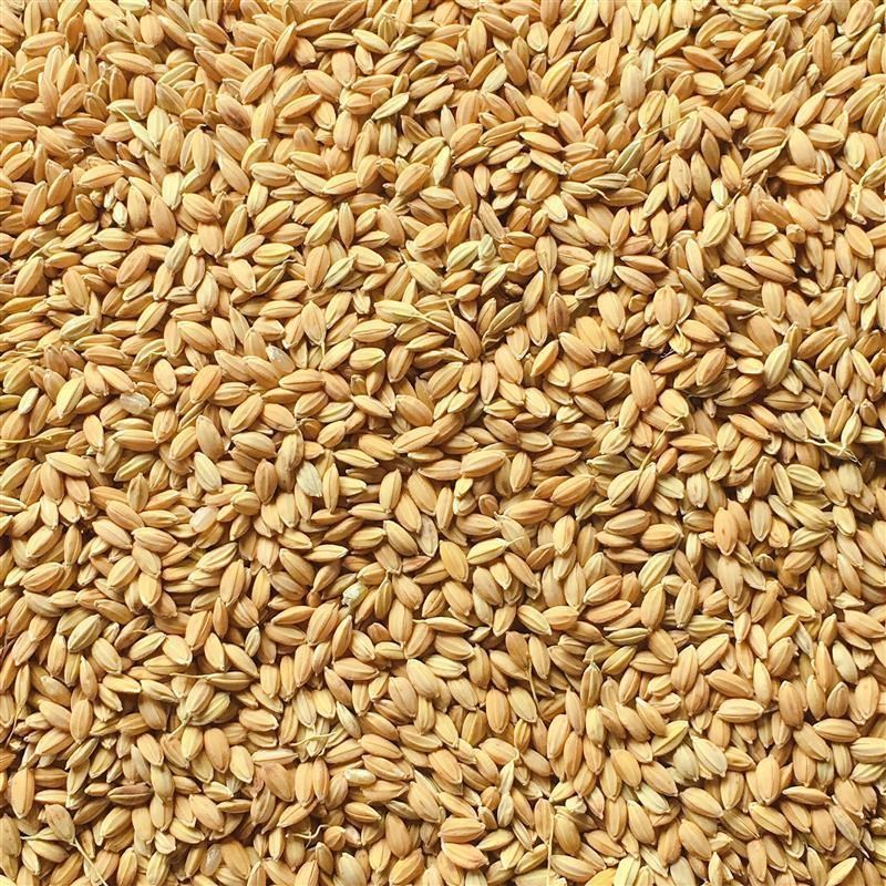 带壳水稻稻谷优质稻谷鸡鸭鸟鸽子宠物清除饲料江浙皖25公斤装包邮