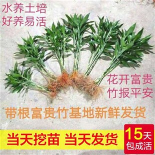 产地直销带老根水养富贵竹土栽植物招财旺宅超大号有根竹子高品质