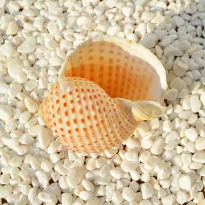寄居蟹替换壳天然贝壳海螺鱼缸造景大海螺壳摆件寄居蟹壳专用
