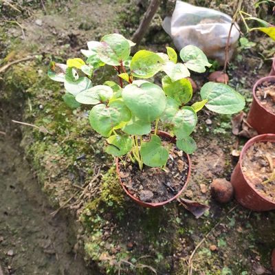 带盆有花蕾洛神花树盆栽易活庭院阳台绿植玫瑰V茄红桃k树盆栽