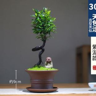 新品 品小叶紫檀根艺造型黑骨茶提根室内盆景茶室庭院黑骨香绿植好