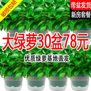 新房吸除甲醛绿萝盆栽室内植物净化空气绿植客厅大叶绿箩好养花卉