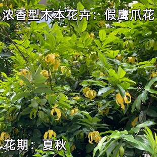 浓香花卉假鹰爪树苗 盆栽绿植植物当年开花鹰爪兰木本开花 鹰爪花