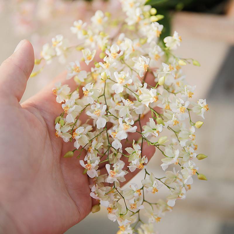 有寻植物 文心兰梦香兰花卉绿植水苔盆栽室内客厅U易活跳舞兰香u.