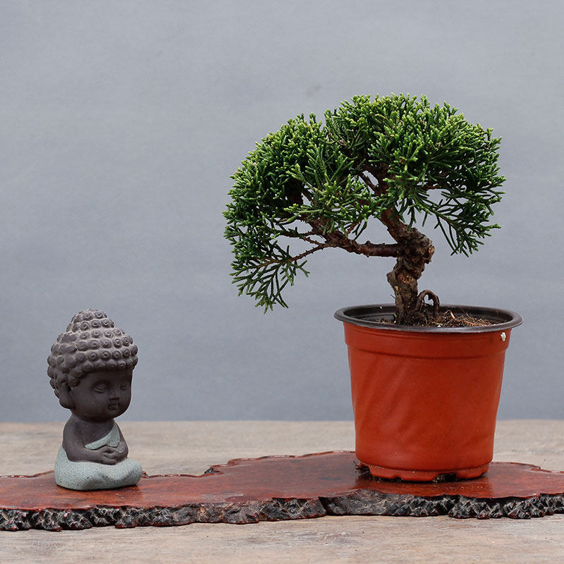 济州真柏微型小品盆景盆栽松柏素材毛坯基地出q品绿植摆件一物一