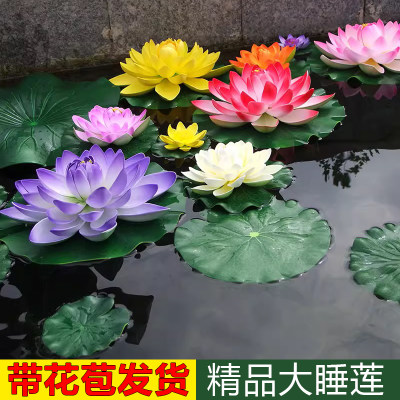 大睡莲水培植g物花苗四季水养无土耐寒带花苞发货迷你家养花卉根