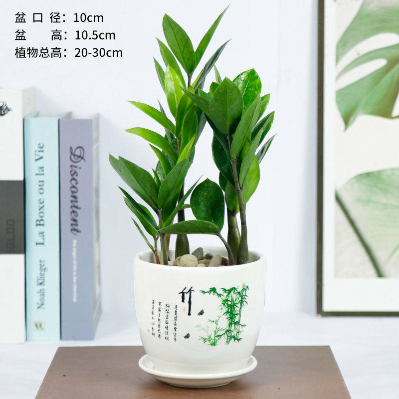 小众高货金钱树盆栽摇钱树花苗发财树花卉盆室内绿植物客厅办公室